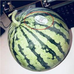 青海网红吃瓜,揭秘高原美食背后的故事 第1张 青海网红吃瓜,揭秘高原美食背后的故事 第1张